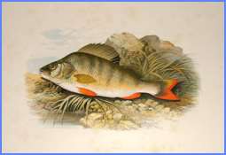 Риба і перстень, англійська казка