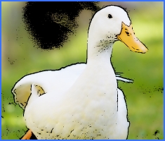 Біла качечка, російська казка