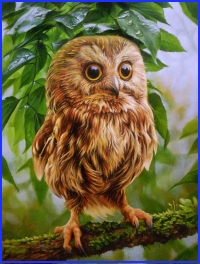 Завидюща сова, індійська казка