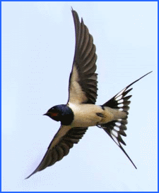 Дивне прислів’я, індійська казка