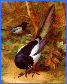 Вовк і сорока, болгарська казка