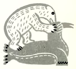 Буває, що й хитрун у дурні пошиється, ескімоська казка