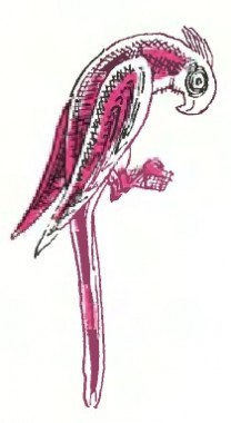 Папуга та лисиця, туркменська казка