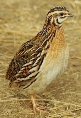 Товариська умова, таджицька казка